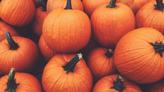 Fall Highlights: Five Festivals You'll Love on Long Island | Laffey Real Estate